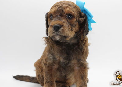 goldendoodle puppy