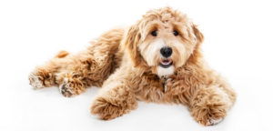 About Goldendoodles