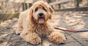 Goldendoodle health info