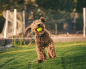 how to care for goldendoodle dogs