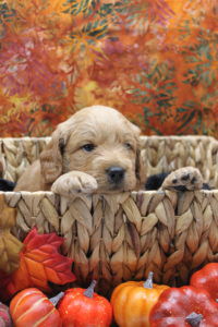 f1 goldendoodle puppy