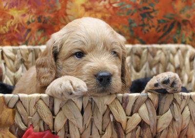 f1 goldendoodle puppy