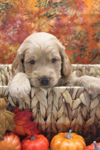 f1 medium Goldendoodle