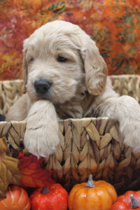 goldendoodles for sale