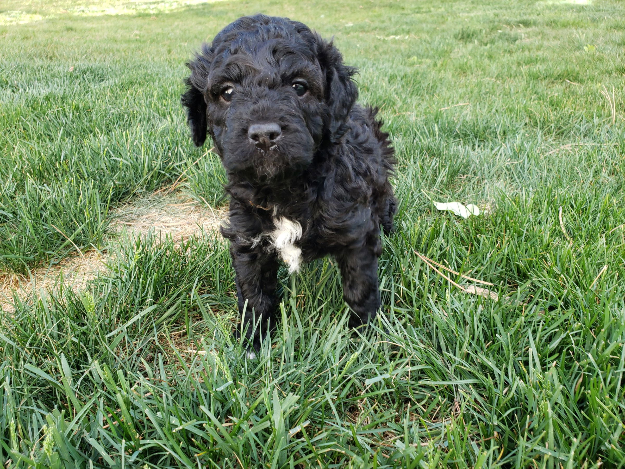 Mini Aussiedoodle